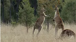 A Buck's Life