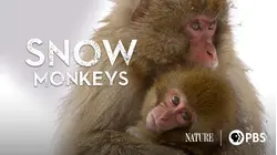 Snow Monkeys
