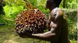 Why Red Palm Oil Is So Expensive
