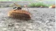 Viral Wild