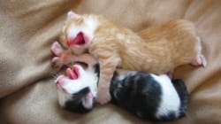 Pet Obsessed | The Whole Kitten & Caboodle