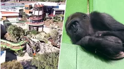 Get a First Look Inside a Groundbreaking New Gorilla Habitat