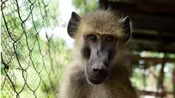 How To Catch A Lizard