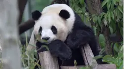 Get a First Look at 2 Giant Pandas Heading to Atlanta From China