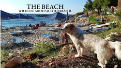 The Beach: Wildlife around the Parasol