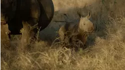 African Animal Rescue