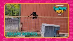 Countdown: The Funniest Pets | Escape Artists