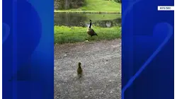 Lost gosling reunited with new family after schoolyard discovery