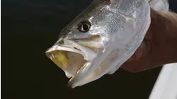 Reel Animals S14:E3 "Hole Hopper"