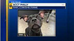 Shelter Me: Meet Gina, an adorable young pup looking for her forever home