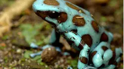 Camouflage and Colouration