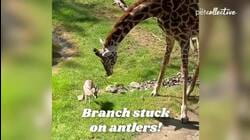 Pets vs Wildlife
