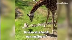 Pets vs Wildlife