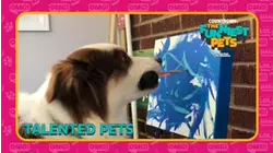 Countdown: The Funniest Pets | Talented Pets