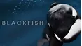 Blackfish