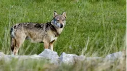 Wolves in the South of France