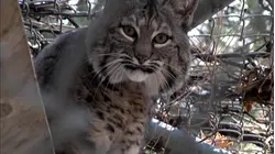 Moonridge Animal Park