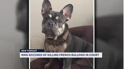 Man accused of shooting and killing stepdaughter's French bulldog turns down plea deal