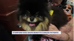 'Edgeminster Dog Show:' Stamford retirement community hosts dog show to benefit cancer patients