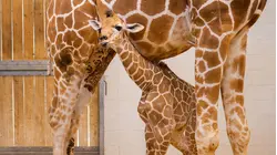 Help TODAY Name Baby Girl Giraffe at the Fort Worth Zoo
