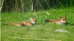 Baby Animals: Prairie Dog, Coyote, Urial, Boar, Fennec Fox, Lowland Nyala