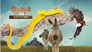 Siyaya: Wildest Cape