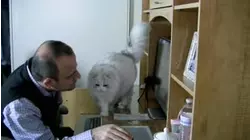 Cats - 2