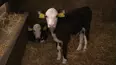 The Yorkshire Vet