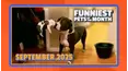 Funniest Pets of the Month