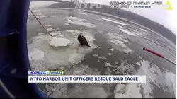 NYPD Harbor Unit pulls injured bald eagle from icy Hudson River