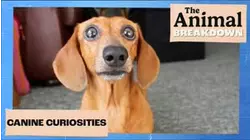 The Animal Breakdown | Canine Curiosities