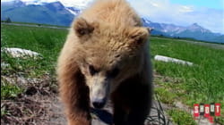 Diary Of The Grizzly Man: S1 E1 - Bear Necessities