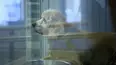 Dog Tales Rescue