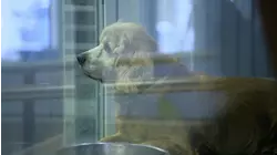 A Special Bond