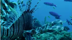 Lionfish: Alien of the Sea