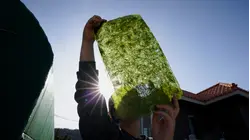 Why Michelin-Starred Chefs Are Paying Premium For One Of Korea's Rarest Seaweeds