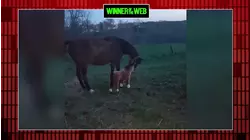 Cold Memes, Tiny Problems