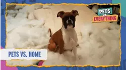 Pets VS. Home