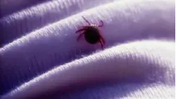 Experts say upcoming tick season could be worse than last year
