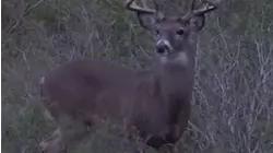 No Limits Hunting S7:E9 "Three's Company"