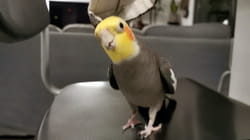 TPC That's My Pet | Birds