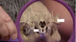 Amazing Acrobatic Animals