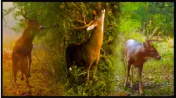 Growing Deer S12:E55 "How to Hunt Scrapes"