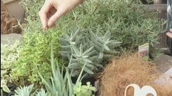 AT HOME WITH DIDIAYER_110: Going Green