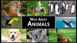 The Alligator Trapper and The Pet Skunks