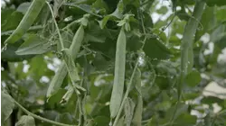 Peas