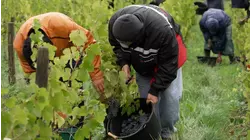 Pay up: Tariffs make French wines more expensive