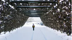 Why Stockfish Is So Expensive
