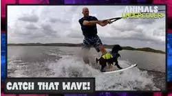 Animals Undercover | Catch That Wave!