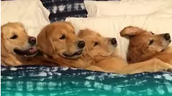 Best Pets of the Year | 2019